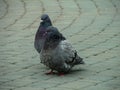 Rock pigeons in the Park during mating season.